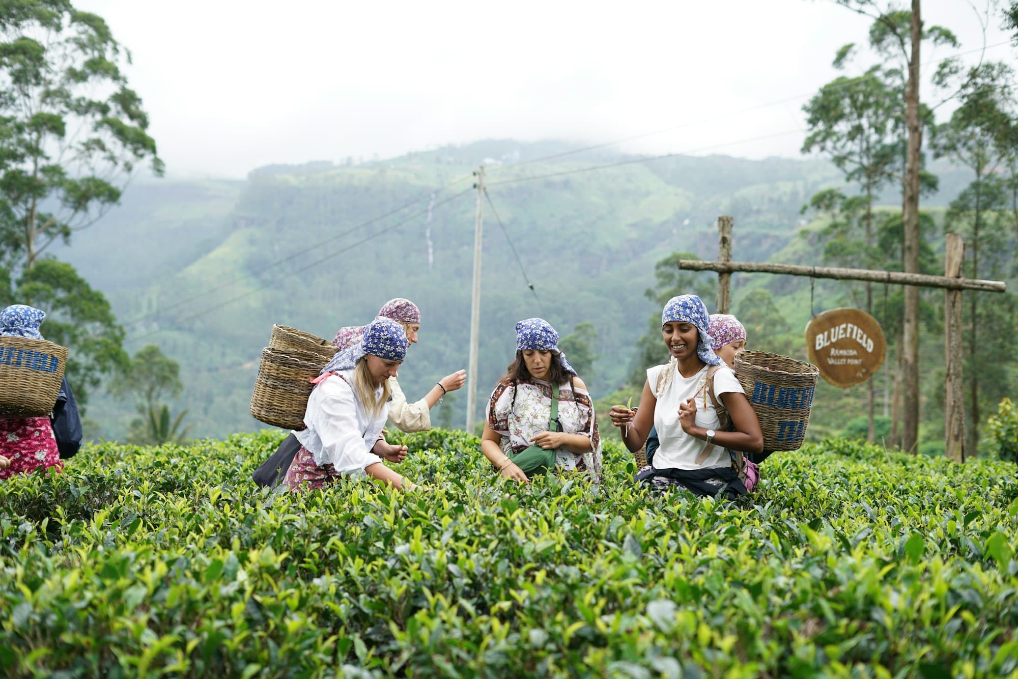 Tea Country